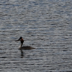 Podiceps cristatus (Great Crested Grebe) at Lake Barrine, QLD - 15 Jun 2025 by Rixon