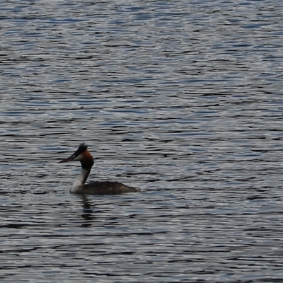 Podiceps cristatus (Great Crested Grebe) at Lake Barrine, QLD - 15 Jun 2025 by Rixon