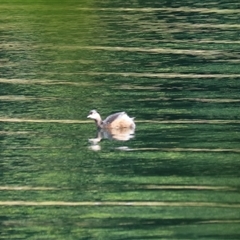 Tachybaptus novaehollandiae at Lake Barrine, QLD - 15 Jun 2025 by Rixon