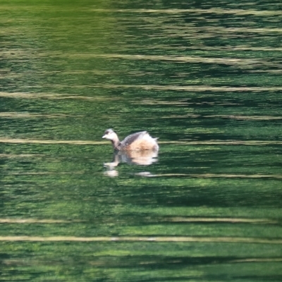 Tachybaptus novaehollandiae at Lake Barrine, QLD - 15 Jun 2025 by Rixon