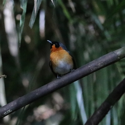 Symposiachrus trivirgatus at Lake Barrine, QLD - 15 Jun 2025 by Rixon