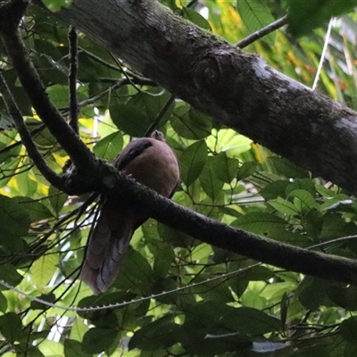 Spilopelia chinensis at Lake Eacham, QLD - 15 Jun 2025 by Rixon