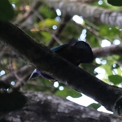 Ptilinopus magnificus at Lake Eacham, QLD - 15 Jun 2025 by Rixon