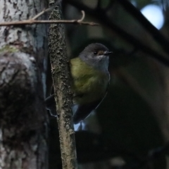 Eopsaltria capito at Lake Eacham, QLD - 15 Jun 2025 by Rixon