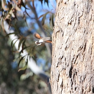Daphoenositta chrysoptera at Hackett, ACT - Today by petersan