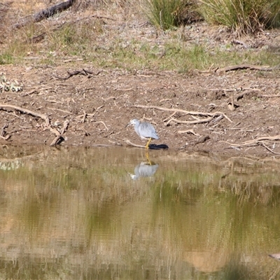 Egretta novaehollandiae at Hackett, ACT - Yesterday by petersan