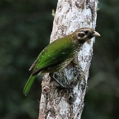 Ailuroedus maculosus at Lake Eacham, QLD - 15 Jun 2025 by Rixon