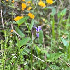 Viola betonicifolia at Mount Buller, VIC - 28 Dec 2024 by petersan