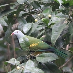 Ptilinopus magnificus (Wompoo Fruit-dove) at Lake Eacham, QLD - 16 Jun 2025 by Rixon