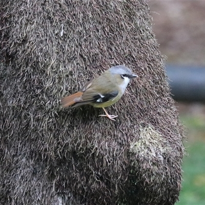 Heteromyias cinereifrons at Lake Eacham, QLD - 16 Jun 2025 by Rixon