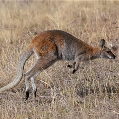 Notamacropus rufogriseus at Strathnairn, ACT - Yesterday by TimL
