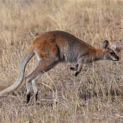 Notamacropus rufogriseus at Strathnairn, ACT - Yesterday by TimL