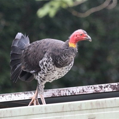 Alectura lathami (Australian Brush-turkey) at Lake Eacham, QLD - 16 Jun 2025 by Rixon