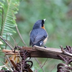 Symposiachrus trivirgatus at Lake Eacham, QLD - 16 Jun 2025 by Rixon