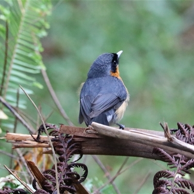 Symposiachrus trivirgatus at Lake Eacham, QLD - 16 Jun 2025 by Rixon