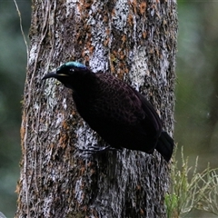 Ptiloris victoriae (Victoria's Riflebird) at Lake Eacham, QLD - 16 Jun 2025 by Rixon