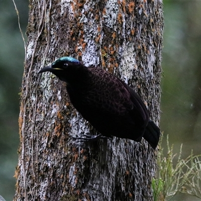 Ptiloris victoriae (Victoria's Riflebird) at Lake Eacham, QLD - 16 Jun 2025 by Rixon