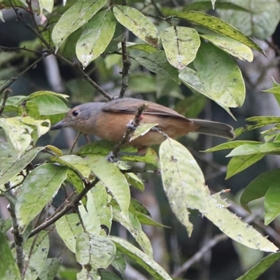 Unverified Intermediate size at Lake Eacham, QLD - 16 Jun 2025 by Rixon
