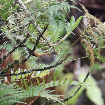Rhipidura rufifrons (Rufous Fantail) at Lake Eacham, QLD - 16 Jun 2025 by Rixon