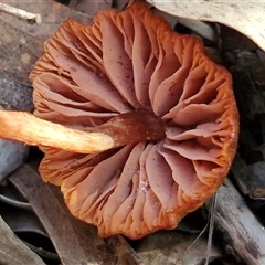 Unverified Cap on a stem; gills below cap [mushrooms or mushroom-like] at Goulburn, NSW - Yesterday by trevorpreston