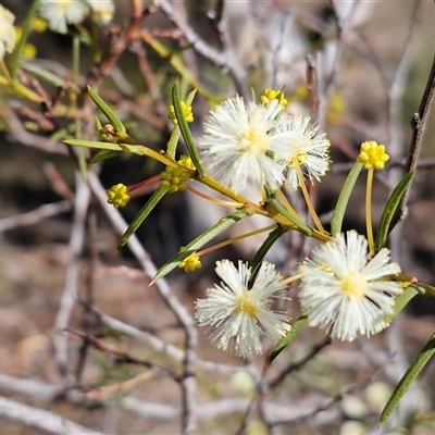 Acacia genistifolia (Early Wattle) at Goulburn, NSW - Today by trevorpreston