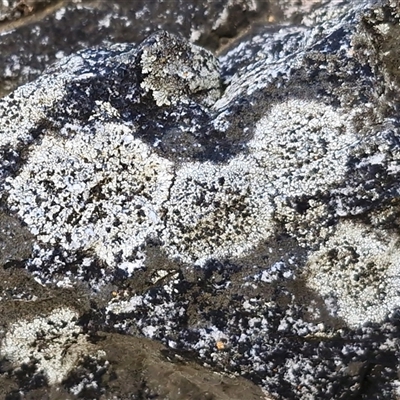 Unverified Lichen at Goulburn, NSW - Today by trevorpreston