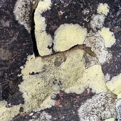 Unverified Lichen at Goulburn, NSW - Today by trevorpreston
