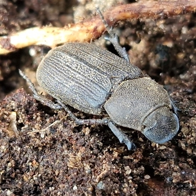 Unverified Darkling beetle (Tenebrionidae) at Goulburn, NSW - Today by trevorpreston