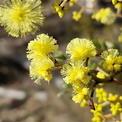 Acacia terminalis (Sunshine Wattle) at Goulburn, NSW - Today by trevorpreston