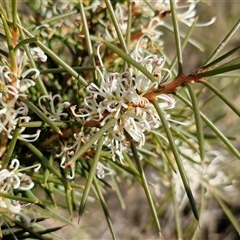 Hakea decurrens subsp. decurrens (Bushy Needlewood) at Goulburn, NSW - Yesterday by trevorpreston