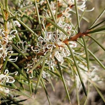 Hakea decurrens subsp. decurrens (Bushy Needlewood) at Goulburn, NSW - Yesterday by trevorpreston