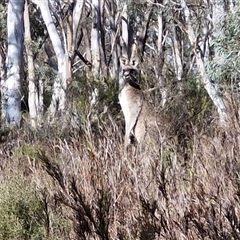 Macropus giganteus at Goulburn, NSW - Today by trevorpreston
