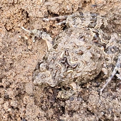 Crinia parinsignifera (Plains Froglet) at Goulburn, NSW - Yesterday by trevorpreston