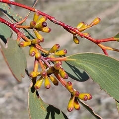 Eucalyptus pauciflora (A Snow Gum) at Wollogorang, NSW - Yesterday by trevorpreston