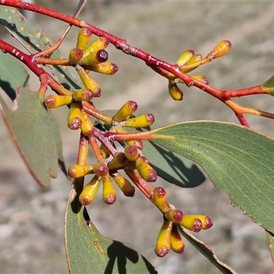 Eucalyptus pauciflora (A Snow Gum) at Wollogorang, NSW - Yesterday by trevorpreston