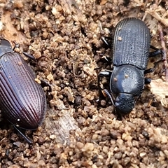 Unverified Darkling beetle (Tenebrionidae) at Wollogorang, NSW - Today by trevorpreston