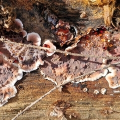 Unverified Underside smooth or wrinkled/roughened <Stereum etc> at Wollogorang, NSW - Yesterday by trevorpreston