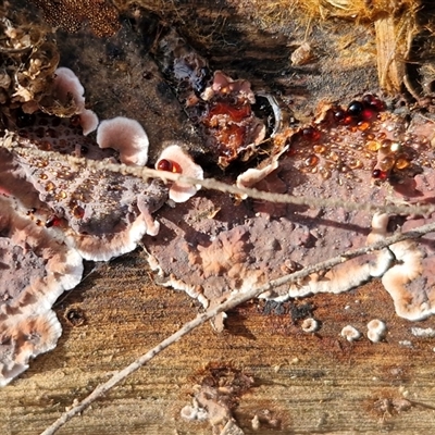 Unverified Underside smooth or wrinkled/roughened <Stereum etc> at Wollogorang, NSW - Yesterday by trevorpreston