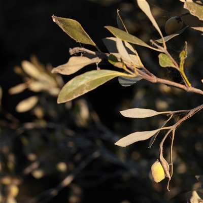 Unverified Other Tree at Taree, NSW - 28 Jun 2025 by ConBoekel