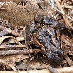 Crinia parinsignifera (Plains Froglet) at Wollogorang, NSW - Yesterday by trevorpreston