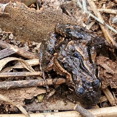 Crinia parinsignifera (Plains Froglet) at Wollogorang, NSW - Yesterday by trevorpreston