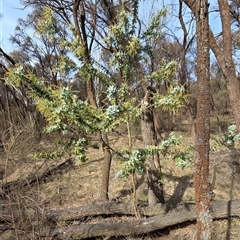 Acacia baileyana (Cootamundra Wattle, Golden Mimosa) at Hackett, ACT - Yesterday by HappyWanderer