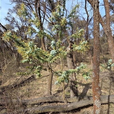 Acacia baileyana (Cootamundra Wattle, Golden Mimosa) at Hackett, ACT - Yesterday by HappyWanderer