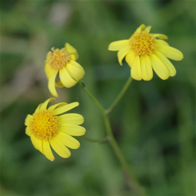 Unverified Daisy at Taree, NSW - 28 Jun 2025 by ConBoekel