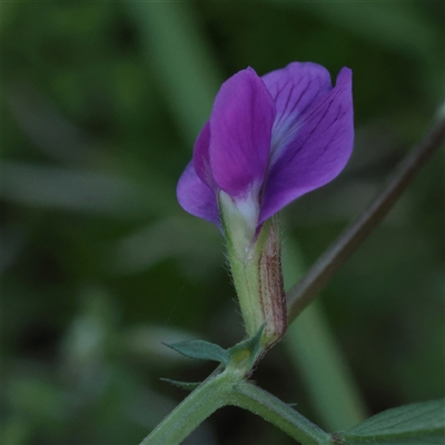 Unverified Pea at Taree, NSW - 28 Jun 2025 by ConBoekel