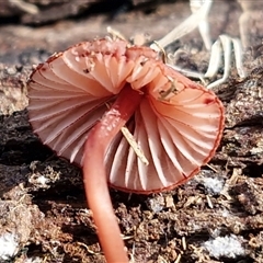 Mycena clarkeana at Wollogorang, NSW - Yesterday by trevorpreston