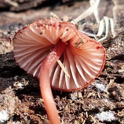 Mycena clarkeana at Wollogorang, NSW - Yesterday by trevorpreston