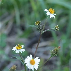 Unverified Daisy at Taree, NSW - 28 Jun 2025 by ConBoekel