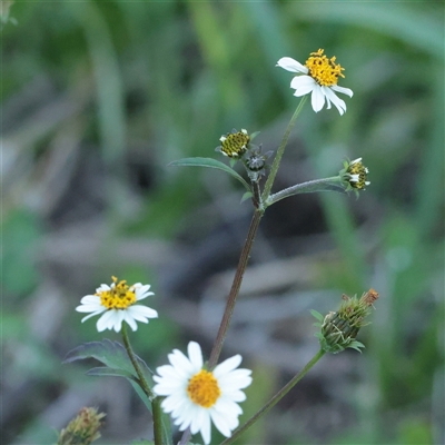Unverified Daisy at Taree, NSW - 28 Jun 2025 by ConBoekel
