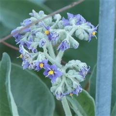 Unverified Other Shrub at Taree, NSW - 28 Jun 2025 by ConBoekel
